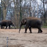 Слоны в берлинском зоопарке