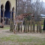 Жирафы в берлинском зоопарке