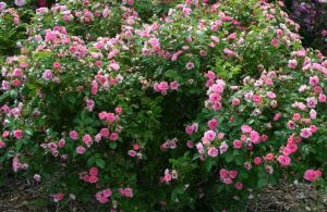 Роскошное цветение