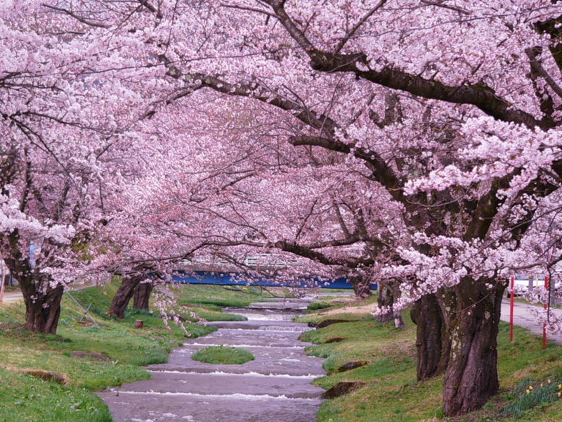 Цветение сакуры весной в Японии