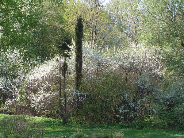 Цветение черемухи в ботаническом саду