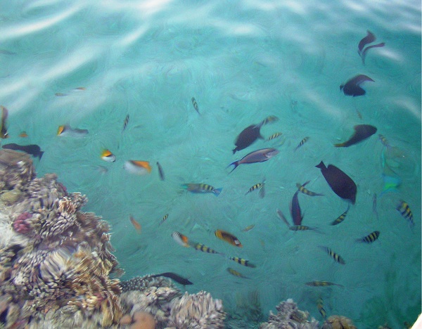 Рыбки в Красном море