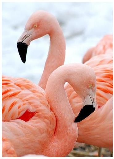 Розовые  фламинго
